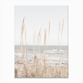 Beach Grass_2192486 Canvas Print
