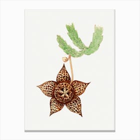 Starfish Cactus, Familie Der Cacteen Canvas Print