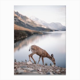 Scruffy Deer At Lake Canvas Print