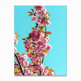 Cherry Trees In Bloom 01 Canvas Print