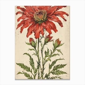 Red Cosmos Canvas Print