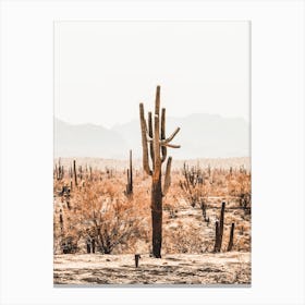 Cactus In Burnt Desert Canvas Print