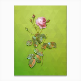 Vintage Provence Rose Botanical Art on Love Bird Green n.1799 Canvas Print