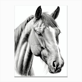 Highly Detailed Pencil Sketch Portrait of Horse with Soulful Eyes 1 Canvas Print