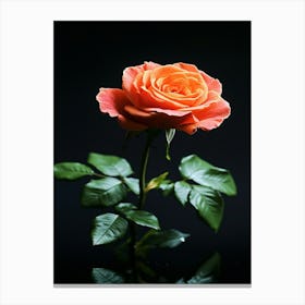 Orange Rose On Black Background 19 Canvas Print