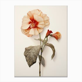 Pressed Wildflower Botanical Art Impatiens Canvas Print