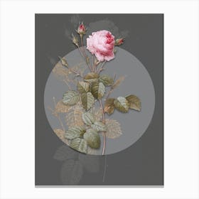 Vintage Botanical Provence Rose on Circle Gray on Gray n.0070 Canvas Print