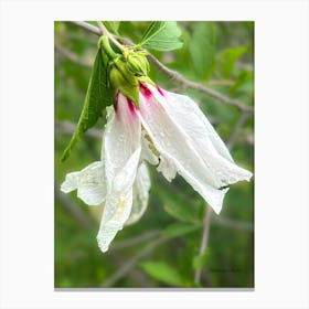 Rose Of Sharon After The Rain - photography Canvas Print