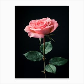 Pink Rose On Black Background 26 Canvas Print