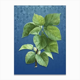 Vintage White Mulberry Plant Botanical on Bahama Blue Pattern n.2294 Canvas Print