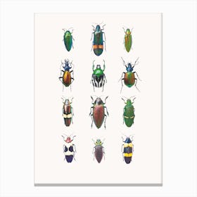 Insects III Canvas Print