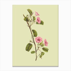 Pink Hibiscus Canvas Print