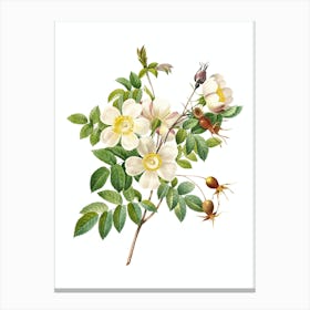 Vintage White Candolle Rose Botanical Illustration on Pure White Canvas Print