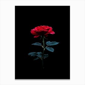 Red Rose On Black Background Canvas Print