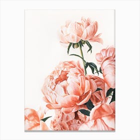 Peonies Canvas Print