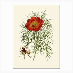 Red Poppy Canvas Print