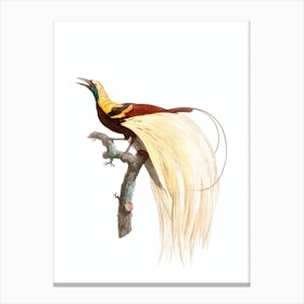 Vintage Emperor Bird Of Paradise Male Bird Illustration on Pure White Canvas Print