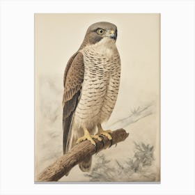 Vintage Bird Drawing Eurasian Sparrowhawk 2 Canvas Print