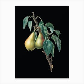 Vintage Lemon Pear Botanical Illustration on Solid Black n.0015 Canvas Print