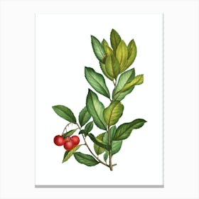 Vintage Strawberry Tree Branch Botanical Illustration on Pure White n.0486 Canvas Print