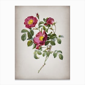 Vintage Rose of Love Bloom Botanical on Parchment n.0247 Canvas Print