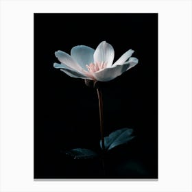 White Flower In The Dark Canvas Print