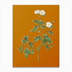 Vintage White Sweetbriar Rose Botanical on Sunset Orange n.0051 Canvas Print
