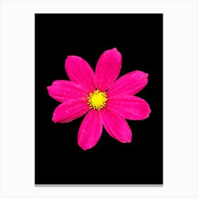 Pink Flower Isolated On Black Background Canvas Print