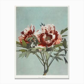 Tree Peony, Hand Colored Collotype From Some Japanese Flowers (1897), Kazumasa Ogawa Canvas Print