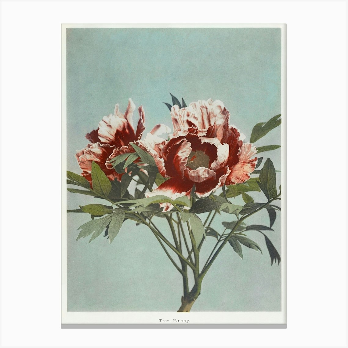 Tree Peony, Hand Colored Collotype From Some Japanese Flowers (1897), Kazumasa Ogawa Stampe su tela