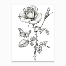 English Rose Butterfly Line Drawing 1 Canvas Print