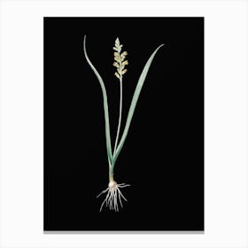 Vintage Lachenalia Pallida Botanical Illustration on Solid Black n.0377 Canvas Print