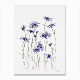 Cornflowers Canvas Print