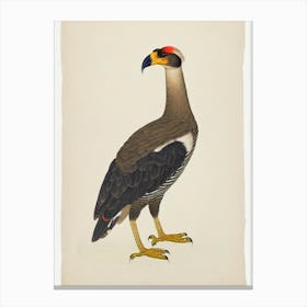 Crested Caracara Illustration Bird Canvas Print