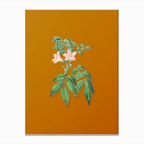 Vintage Turraea Pinnata Flower Botanical on Sunset Orange n.0123 Canvas Print