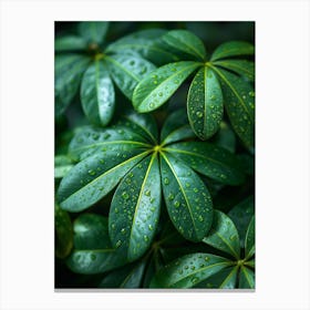 Green Leaves With Water Droplets Canvas Print
