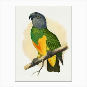 Parrot 27 Canvas Print