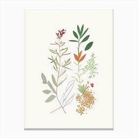 Chickweed Spices And Herbs Minimal Line Drawing 1 Canvas Print