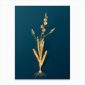 Vintage Ixia Scillaris Botanical in Gold on Teal Blue n.0058 Canvas Print