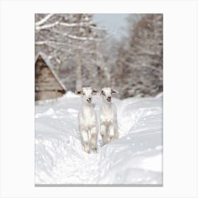 Baby Goats In Snow Canvas Print