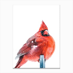 Cardinal In The Snow Canvas Print