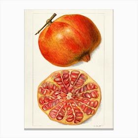 Pomegranate 14 Canvas Print