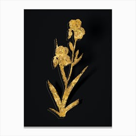 Vintage Elder Scented Iris Botanical in Gold on Black n.0267 Canvas Print