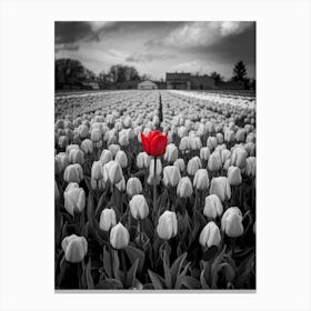 Single Red Tulip Canvas Print