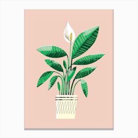 Portrait Of A Peace Lily On Peach Canvas Print