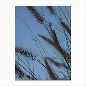 Grass Stock Videos & Royalty-Free Footage Canvas Print