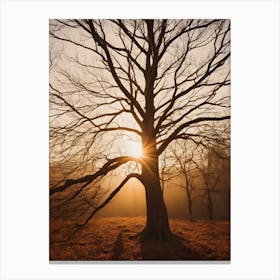 Bare Tree At Sunrise Canvas Print