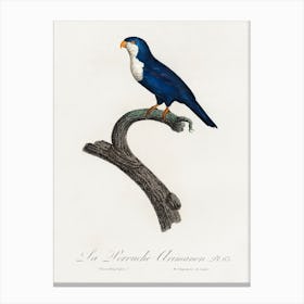 The Arimanon Parakeet From Natural History Of Parrots, Francois Levaillant Canvas Print