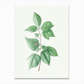 Mint Leaf Illustration 2 Canvas Print