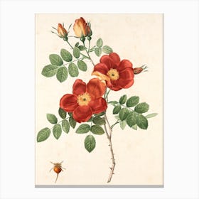 Roses Canvas Print